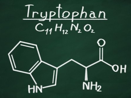 Structural model of Tryptophan on a blackboard.